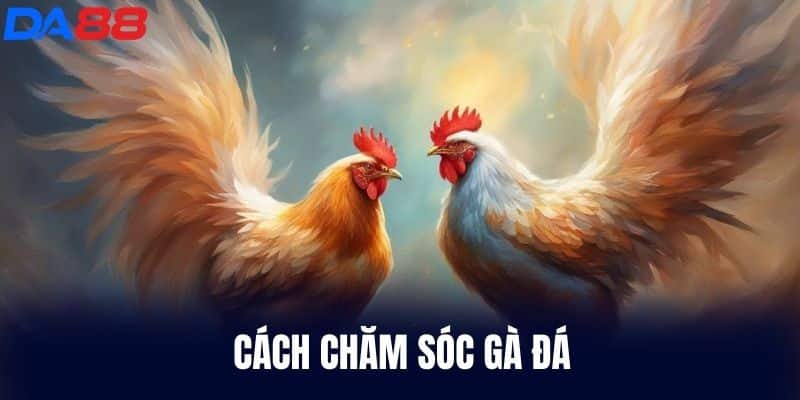 Cách Chăm Sóc Gà Đá