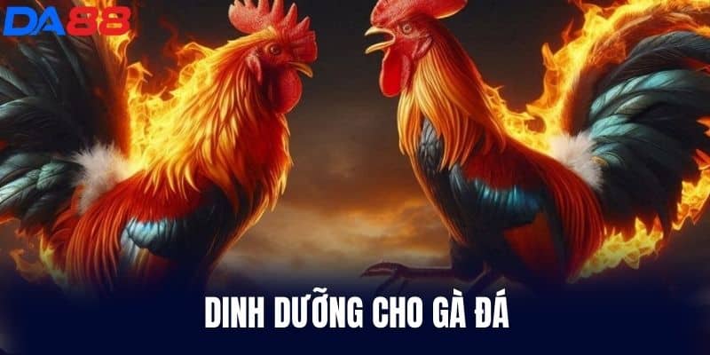 Dinh Dưỡng Cho Gà Đá