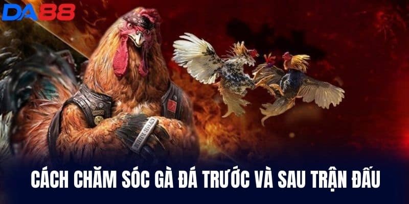 Cách chăm sóc gà Trước Và Sau Trận Đấu