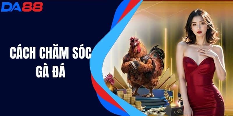 Cách Chăm Sóc Gà Đá Để Đạt Hiệu Quả Cao Trong Thi Đấu