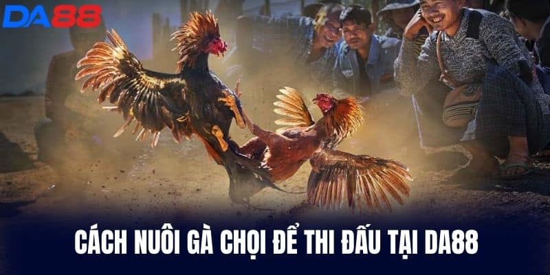 Cách Nuôi Gà Chọi để thi đấu tại DA88