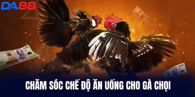 Chăm sóc chế độ ăn uống cho gà chọi
