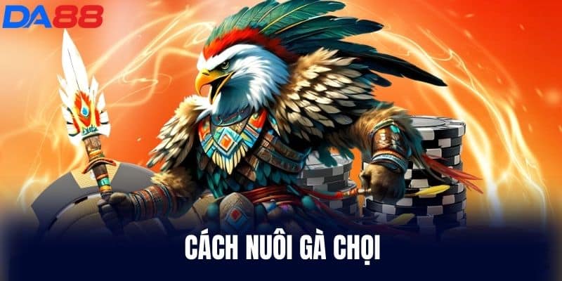 Cách Nuôi Gà Chọi để lấy Cup