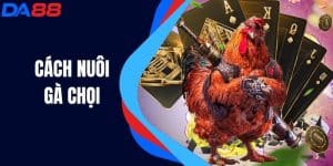 Cách Nuôi Gà Chọi - Bí Quyết Có Chiến Binh Xuất Sắc Nhất