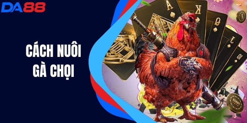 Cách Nuôi Gà Chọi - Bí Quyết Có Chiến Binh Xuất Sắc Nhất