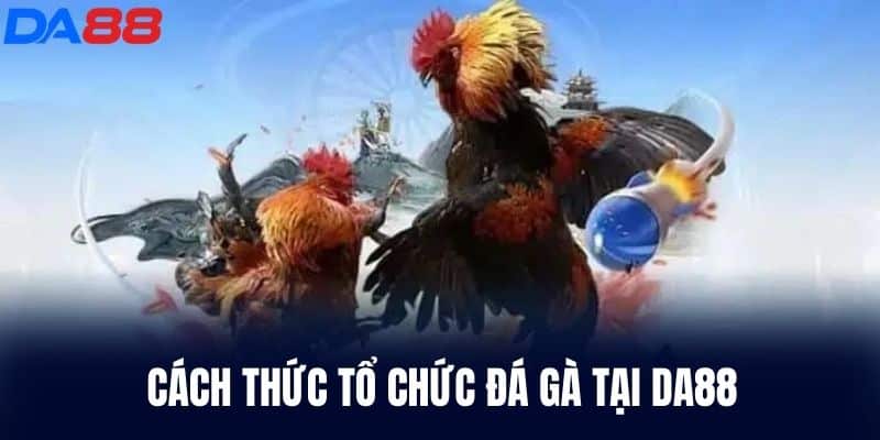 Cách thức tổ chức Đá Gà tại DA88