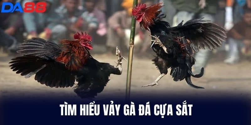 Tìm hiểu Vảy Gà Đá Cựa Sắt