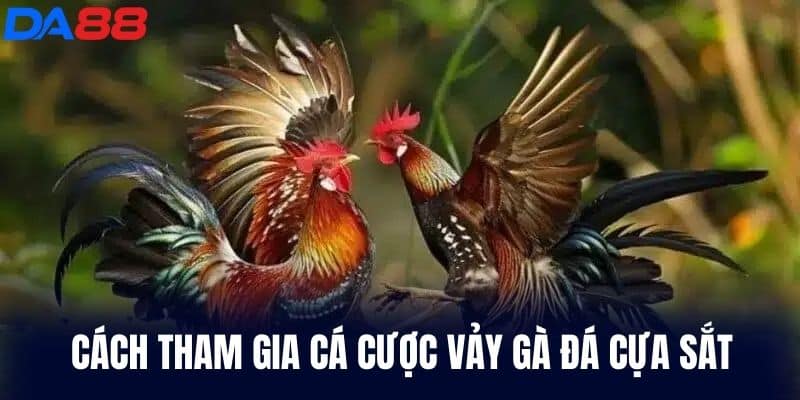 Cách tham gia cá cược Vảy Gà Đá Cựa Sắt