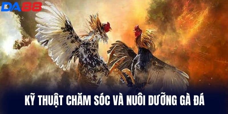 Kỹ thuật chăm sóc và nuôi dưỡng gà đá